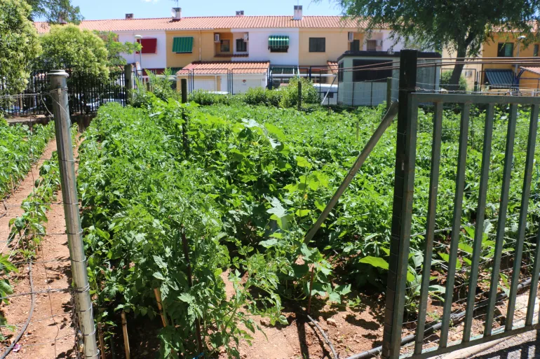 imagen del huerto del abuelo y abuela, Miguelturra marzo de 2021