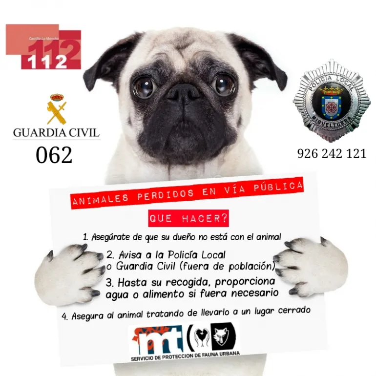 imagen de la campaña de cómo actuar ante mascotas perdidas en Miguelturra, abril 2018