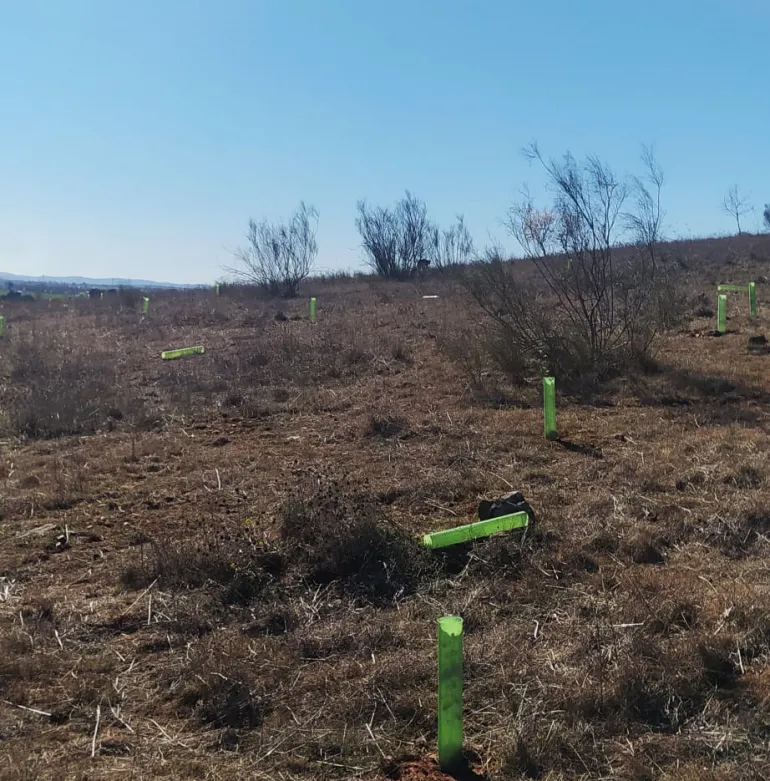 encinas plantadas destrozadas, febrero 2022