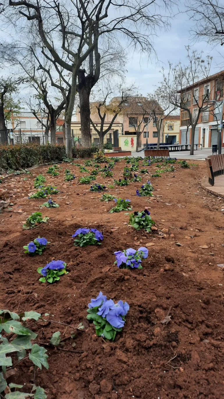 flores violetas plantadas, diciembre 2023