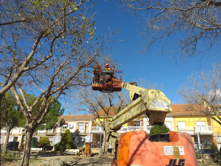 trabajos de poda en Miguelturra, enero 2024