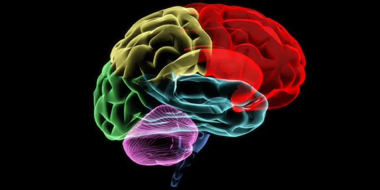 curso imagen alusiva al cerebro humano