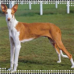 Can de raza podenco