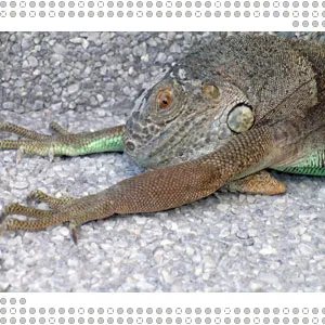 la iguana extraña su lugar natal