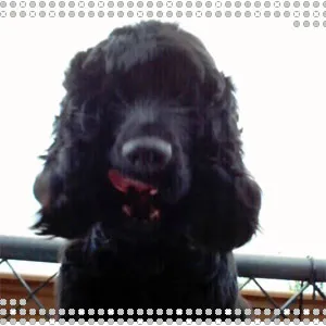 extraviado cocker negro en Miguelturra