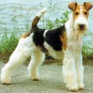 Imagen caniche foxterrier