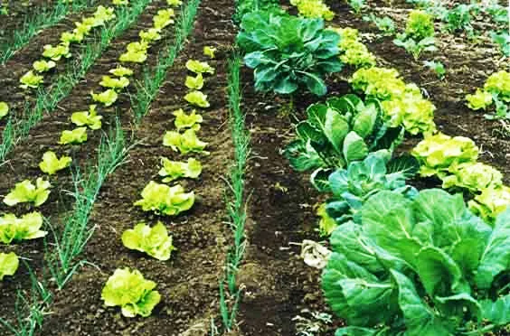 imagen de un huerto agroecológico
