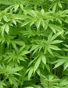 imagen planta cannabis