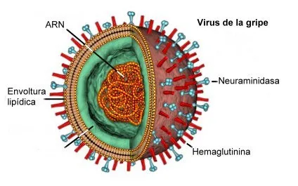 imagen del virus de la gripe