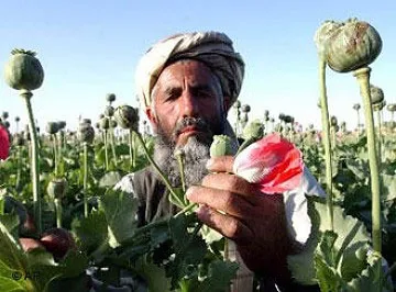 imagen del opio afgano en pleno cultivo