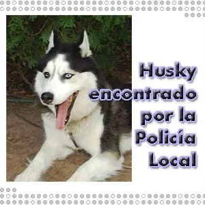 Husky perdido, miguelturra.es buscando al dueño