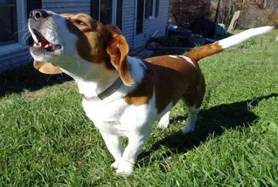 imagen de un perro ladrando en un jardín