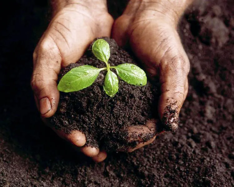 imagen de compost