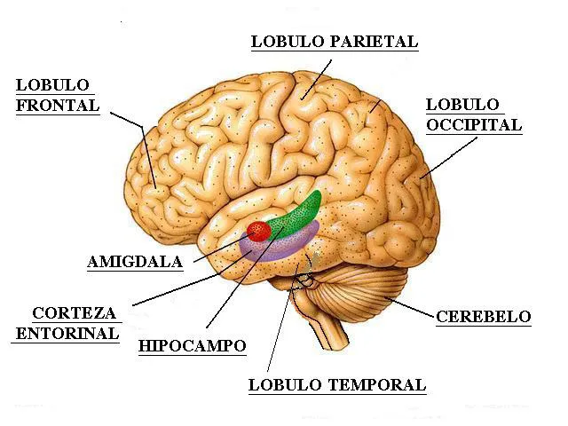 imagen gráfica partes del cerebro humano
