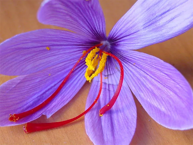 imagen de una flor de azafrán