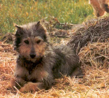 Perro de raza Carea Castellano