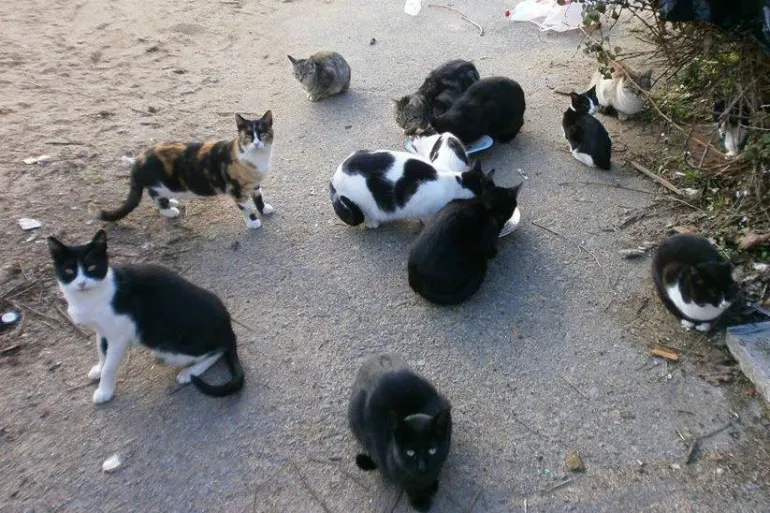 imagen de gatos en colonia felina, fuente imagen Ayto Fuenlabrada