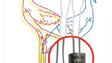 imagen del libro sobre el anillamiento de aves