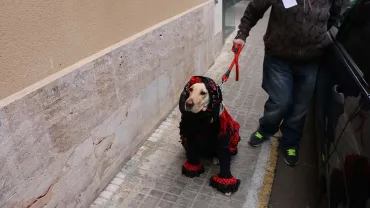 agenda imagen del concurso de mascotas Dejando Huella