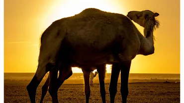 evento imagen cartel anunciador exposición fotográfica Juan Antonio Olmeda, septiembre 2019