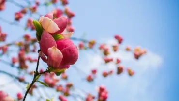 evento, imagen alusiva a la Primavera