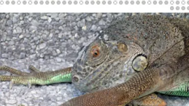 la iguana extraña su lugar natal