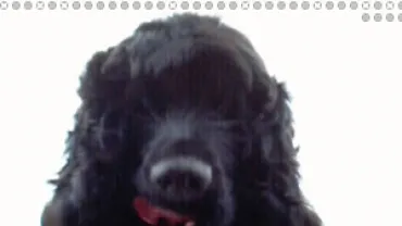 extraviado cocker negro en Miguelturra