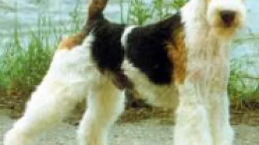 Imagen caniche foxterrier