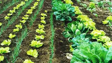 imagen de un huerto agroecológico