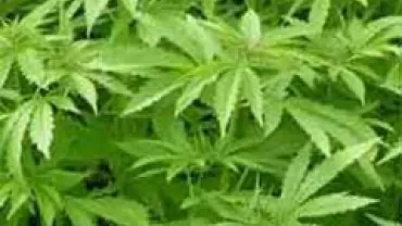 imagen planta cannabis