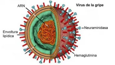 imagen del virus de la gripe