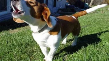 imagen de un perro ladrando en un jardín