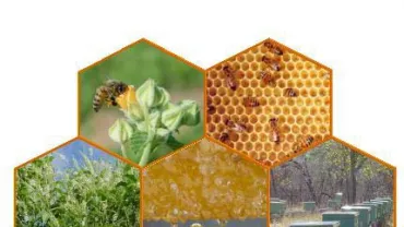 Información sobre apicultura en Castilla La Mancha