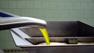 imagen de la producción de aceite en almazara