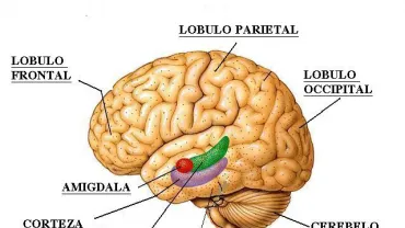 imagen gráfica partes del cerebro humano