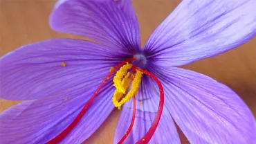 imagen de una flor de azafrán