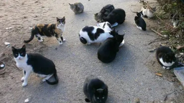 imagen de gatos en colonia felina, fuente imagen Ayto Fuenlabrada