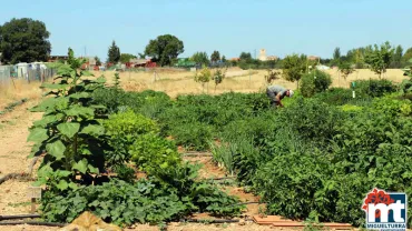 imagen de los huertos agroecológicos de Miguelturra