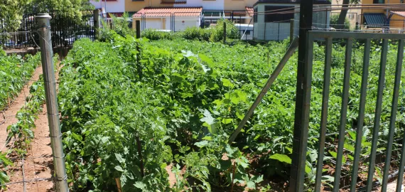 imagen del huerto del abuelo y abuela, Miguelturra marzo de 2021