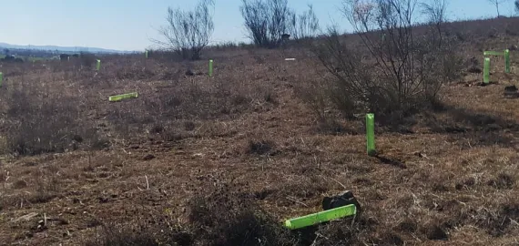 encinas plantadas destrozadas, febrero 2022