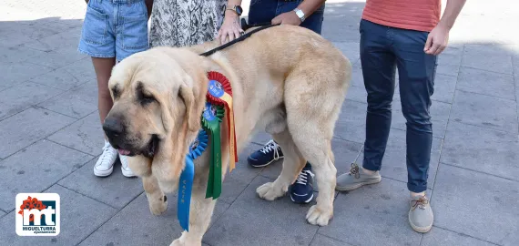 imagen del mastín ganador, autoridades y dueño, julio 2022