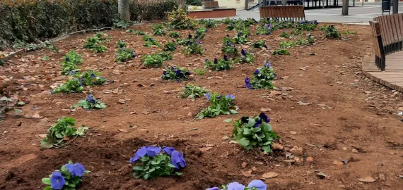 flores violetas plantadas, diciembre 2023