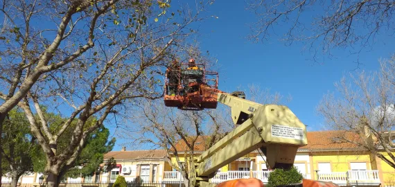 trabajos de poda en Miguelturra, enero 2024