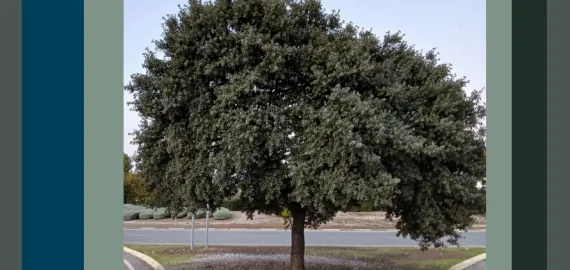 manualplantacionimagenqr-noviembre2024