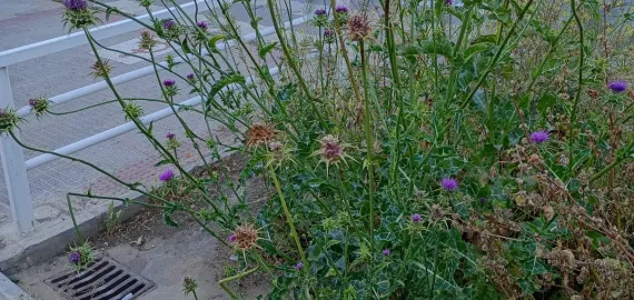 noticiasuciedad-iupodemos-mayo2025