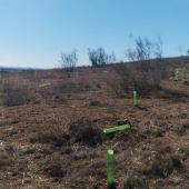 encinas plantadas destrozadas, febrero 2022