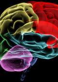 curso imagen alusiva al cerebro humano
