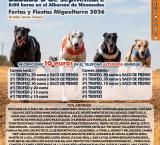 galgos-2026-08-28-noticia